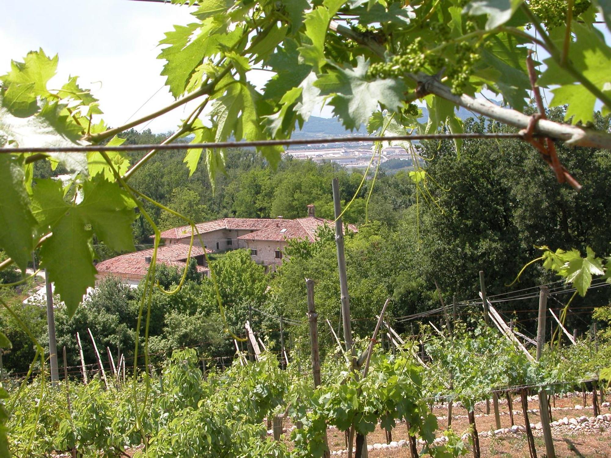 Agriturismo Ca' Verde SantʼAmbrogio di Valpolicella Zewnętrze zdjęcie